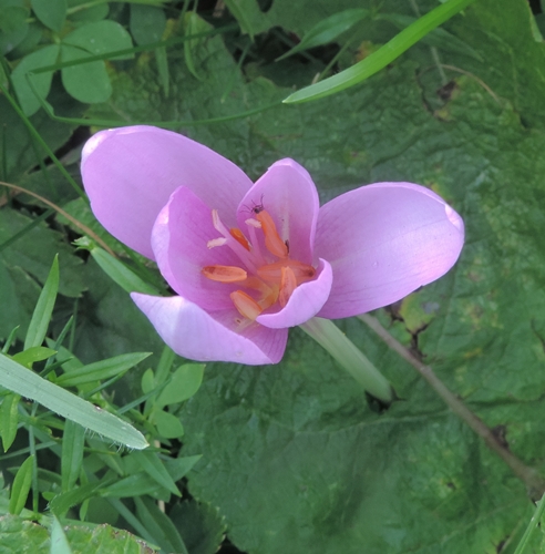 crocus o colchico? Colchicum sp.